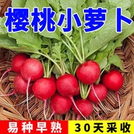 Cherry Radish Seeds Seeds Fruits Full High Production Balcony Four Seasons Potted Vegetables Vegetab