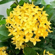 pokok bunga ixora kuning