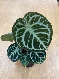 水晶花燭