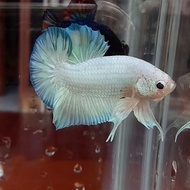 Cupang Male Koi Fancy Solid Avatar Emerald Nemo Grade 100K (Contoh)