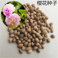 Bulk Cherry Blossom Seeds Japanese Cherry Blossom Seeds Single Cherry Blossom Red Cherry Morning Che