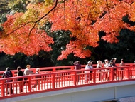 客製｜名古屋秋季楓情.寂光院.香嵐溪.白川鄉合掌村.吉卜力公園.名花之里迷你小團五日【專屬包車】天天出發※不含機票