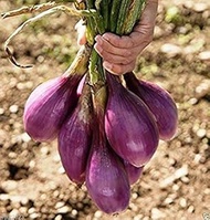 15: 100 pieces Europe Fragrant Bulb Fennel Seeds Organic Vegetable Rich Aroma Cooking Spices Anise F