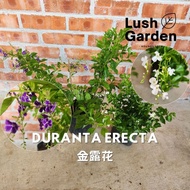 Duranta Erecta / Bunga Langit 金露花 Purple White Flower Bunga Ungu Putih Outdoor Live Plant Pokok Hias