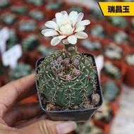 仙人掌Cactus Shisheng Ruichang Jade Cactus Rare White Thorn Easy to Blossom Bare Petal Ball Office Radi