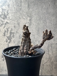 罕見怪型枯木洋葵 塊根 多肉植物 霸王藍 藍棘葉 象牙宮龜甲龍 龍舌蘭漆樹乳香凱撒嚴龍黑王丸孤龍丸植木鉢田口潤 kikko盆植木鉢