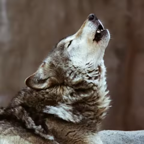 1/12 scale rc model car SG1201/SG1202 four-wheel 4wd drive high-speed off road brushless Desert Truc