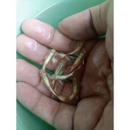 Gappy Full Gold Plastic Image