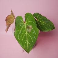 Jual Anthurium red of java Limited