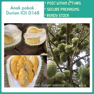 PBN - anak pokok durian IOI D168 - pokok bunga nursery hybrid cepat rajin berbuah lebat fruit sapling kawin sedap wangi