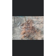 ORGANIC Fresh Asparagus Crown Roots 3 Years Vege Full Growth