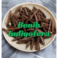 Benih Indigofera |Murah