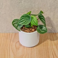 西瓜皮椒草 莫蘭迪色系直紋陶盆 室內植物 觀葉植物 禮物 盆栽