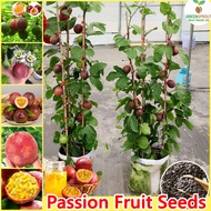 [Fast Germination] 50pcs Rare Passion Fruit Seeds Easy To Grow Singapore Climbing Vine Plants Seed Bonsai Fruit Tree Seeds for Planting Fruits Indoor Plants Real Plants Outdoor Garden Flower Plant Air Plants Gardening Potted Live Plants for Sale