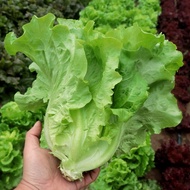 Lettuce Seeds - (1000Seeds/Pack)Ramgo Lettuce Lollo Bionda Seeds
