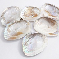 abalone shell * ੈ ‧+ ̊