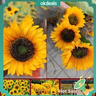 OKDEALS 13หัว ดอกไม้ตกแต่งฤดูใบไม้ร่วง สีเหลืองทาเล็บ ดอกทานตะวันประดิษฐ์ผ้าไหม ของใหม่ ดอกทานตะวันสีเหลือง ของตกแต่งบ้าน