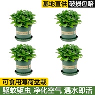卉双薄荷盆栽可食用薄荷叶客厅阳台室内驱蚊植物【含盆高约15~20cm】 4盆+加仑盆