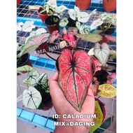 READY STOCK~KELADI RARE KELADI DAGING URAT HIJAU CALADIUM MIX @ HYBRID RARE KELADI DAGING THAI HYBRID KELADI HIASAN