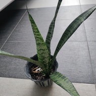 Snake Plant [WITHOUT POT] Indoor Live Plant Air Purification | Live plant