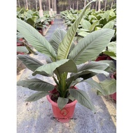 QF-Spathiphyllum wallisii (Peace lily)