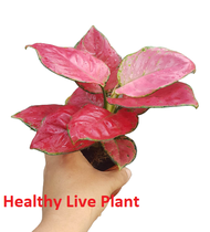 Aglaonema Rich Red