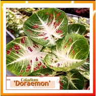 Caladium Thai Hybrid : Doraemon [Caladium Plants-Pokok Keladi /Indoor Plant/Real Live Plant]