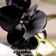 Tanaman hias anggrek dendro bunga hitam Papua ( beli gratis 1 )