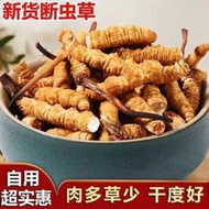 正宗野生冬蟲夏草正品冬蟲草斷蟲草花大斷草西藏冬蟲夏草滋補泡酒