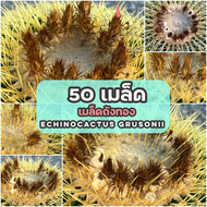 ( 50 เมล็ด ) เมล็ดถังทอง Echinocactus grusonii แคคตัส กระบองเพชร cactus&amp;succulent