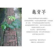 心栽花坊-龜背芋/電信蘭/電線蘭/龜背竹/龜背藤/5吋/觀葉植物/室內植物/綠化植物/售價250特價200