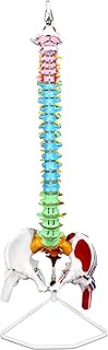 Vision Scientific VAV245 Flexible Spinal Column | 5 Color-Coded | Muscle W Occipital Bone | Sacrum, 