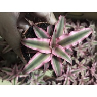 ✼Cryptanthus Cryptanthus