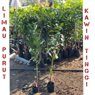 Pokok limau purut pokok tinggi hybrid ( kawin ) / pokok limau purut daun besar thai murah