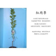 心栽花坊-紅肉李/水果苗/嫁接苗/李子品種/售價180特價150