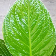 tanaman hias anthurium jenmanii - anthurium jemani