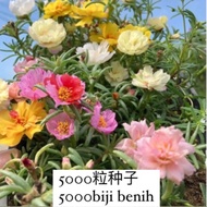 5000粒籽播太阳花种子/5000 benih ros jepun hyrid/5000pcs moss rose hybrid seeds