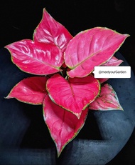 Aglaonema Pink Katrina with FREE white plastic pot, pebbles and garden soil (Rare Plant) -  Live Plant / Indoor Plant