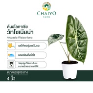 อโลคาเซีย วัตโซเนียน่า Alocasia Watsoniana กระถาง 4 นิ้ว