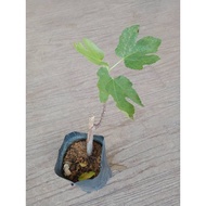 Real Live Fig Tree / Pokok Buah Tin - Super Jumbo Species 🌸