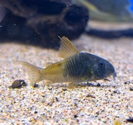 【Sus Aquatic】Cw217 Rio Tomo Concolor Cory - 双色红帆鼠 [4cm]