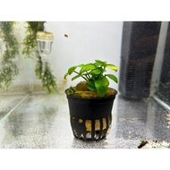 anubias nana petite (aquarium live plant)