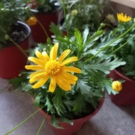 Golden Shrub Daisy 黄金菊 | Euryops Pectinatus
