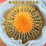 Dajinhu Golden Tiger Cactus Potted Plant Indoor Succulents Cactus Desktop Green Plant Big Cactus