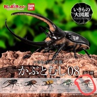 Bandai 扭蛋 - 大圖鑑系列 甲蟲 8