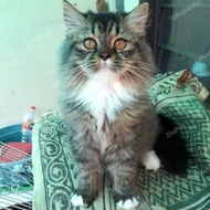 kucing persia medium lucu