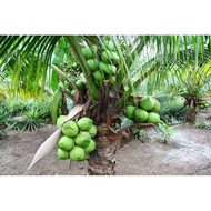 Benih pokok kelapa pandan