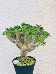 鬼凄閣 鬼棲閣 鬼切閣