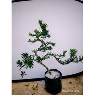 Small Leaf Mocrophyllus Bonsai Palnt小叶雀舌罗汉松