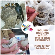 USB Pendrive with Burung Walid Sound / Suara Burung Walid/Music Burung Walid/Suara Burung Walid/Sara